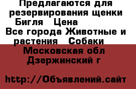 Предлагаются для резервирования щенки Бигля › Цена ­ 40 000 - Все города Животные и растения » Собаки   . Московская обл.,Дзержинский г.